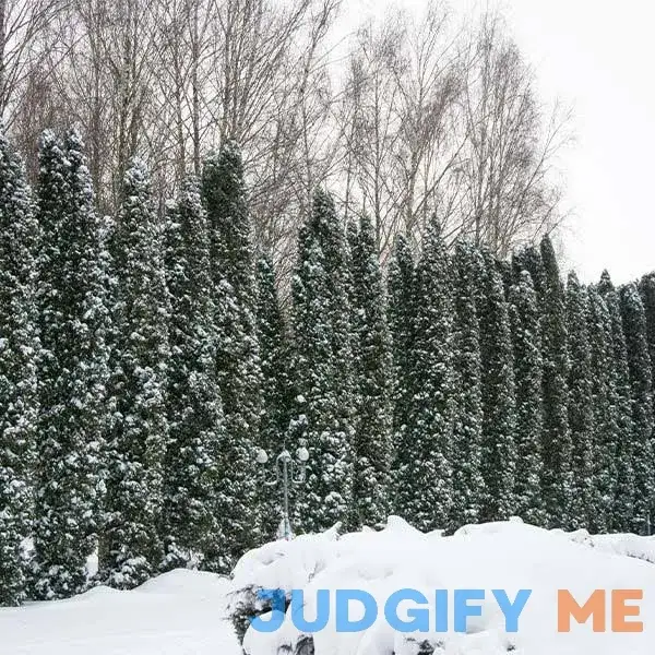 Taylor Juniper Tree Taylor Juniper Tree