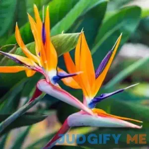 1 Live Plant Bird of Paradise | Strelitzia Reginae 6" in A 2 1/2" Pot