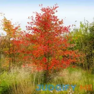 Brighter Blooms Autumn Brilliance Serviceberry Tree