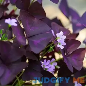 Easy to Grow Oxalis Triangularis 'Purple Shamrocks' Plant Bulbs Dark Purple Foliage & Light Pink Flowering Blooms for Indoor or Outdoor
