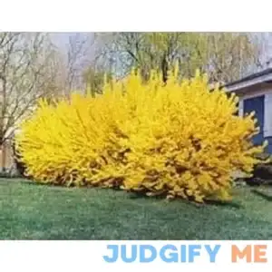 Lynwood Gold Forsythia Bush - Yellow Flowering Shrub - Live Plant Shipped 1 to 2 Feet Tall by DAS Farms (No California)