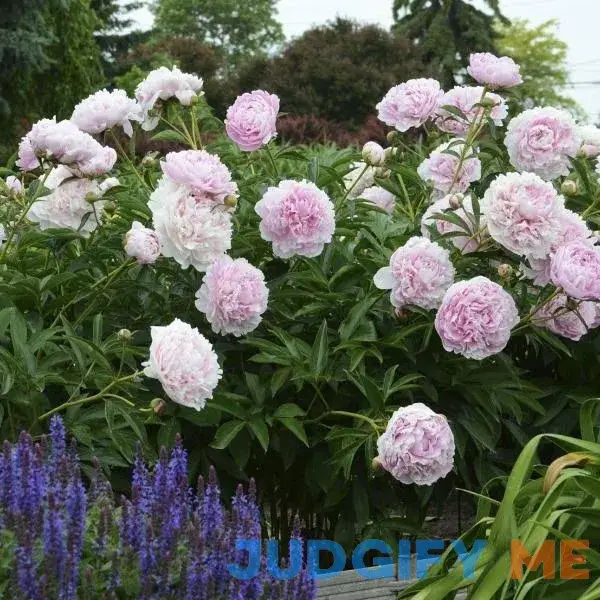Sarah Bernhardt Peony - 2 Gallon Pot Sarah Bernhardt Peony - 2 Gallon Pot