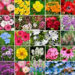 Eden Brothers Partial Shade Wildflower Seed Mix