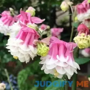 QAUZUY GARDEN 30 Aquilegia Seeds Pink Petticoat Flower Seeds Columbine
