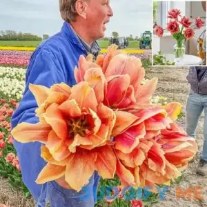 Callahan Tulip 5 Per Package Red Orange Purple Tulipa fringed 'Callahan