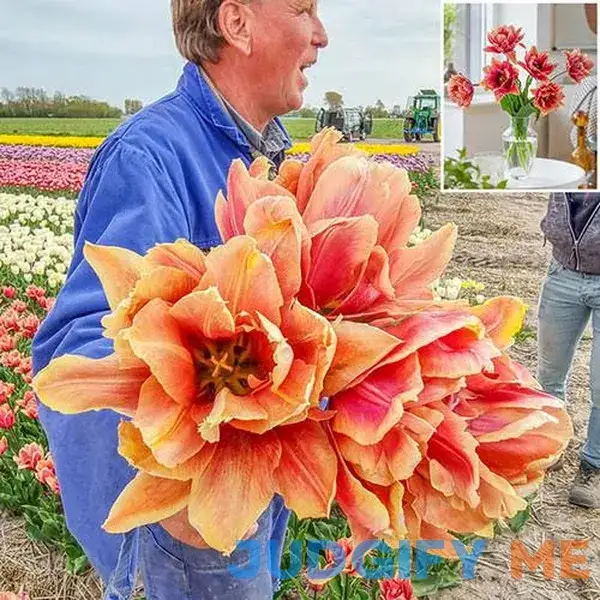 Callahan Tulip 5 Per Package Red Orange Purple Tulipa fringed 'Callahan Callahan Tulip 5 Per Package Red Orange Purple Tulipa fringed 'Callahan