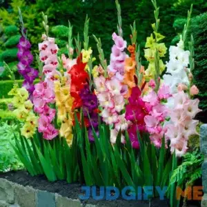 Garden State Bulb Rainbow Mix Gladiolus Flower Bulbs ECS-10