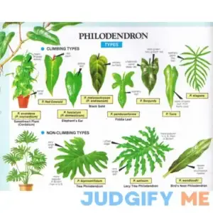 2 scion cuttings of Philodendron Red Emerald (Philodendron Erubescens)