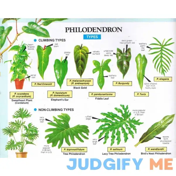 2 scion cuttings of Philodendron Red Emerald (Philodendron Erubescens) 2 scion cuttings of Philodendron Red Emerald (Philodendron Erubescens)