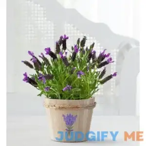 1-800-Flowers Lovely Lavender Plant 157792