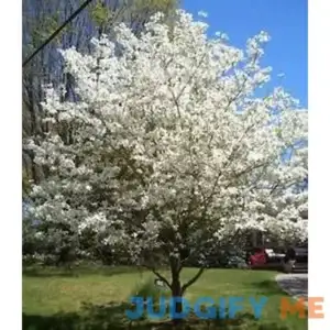White Dogwood Size 4-5' Live Plant