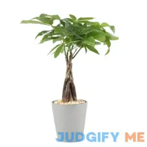 Unbranded Pachira Money Tree House Plant in 1.25-Pint Planter NURSERY