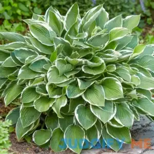 Spring Hill Nurseries Francee Hosta Dormant Bare Root Perennial Plant 83430