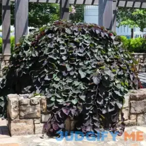 Brighter Blooms Ruby Falls Redbud Tree