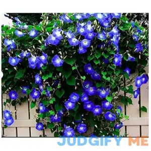 Marde Ross & Company 250 Heavenly Blue Morning Glory Blooming Vine Seeds