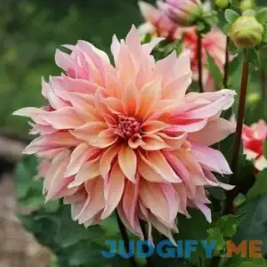 Eden Brothers Dahlia Bulbs Labyrinth Bulbs