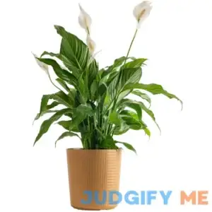 Costa Farms Plants with Benefits Live Indoor Plant Peace Lily Plant in 10in Decor Pot