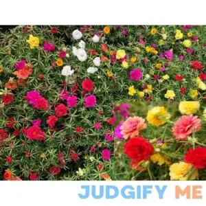 Moss-Rose Purslane Seeds - Portulaca grandiflora - 2K Seeds