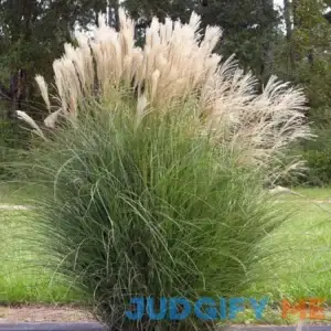 CHUXAY GARDEN Miscanthus Sinensis