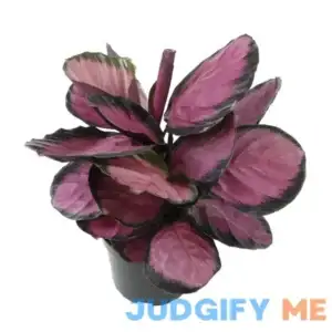 Element 6 in. Calathea Roseopicta Rose Painted Calathea Live Purple House Plant Pot 0872990