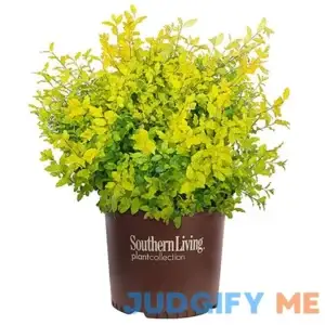 Southern Living Sunshine Ligustrum 2 Gallon