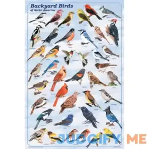 Backyard Birds Poster