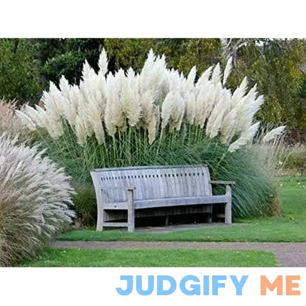 Giant White Pampas Grass Seeds 1 Giant White Pampas Grass Seeds 1