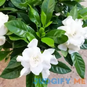 Cape Jasmine Plant Live