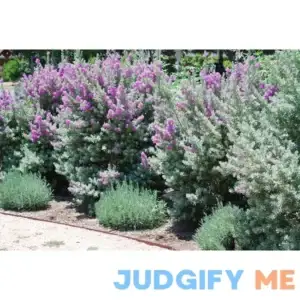 Texas Sage Live Plants Leucophyllum Frutescens