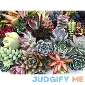 10 Assorted Live Succulent Cuttings
