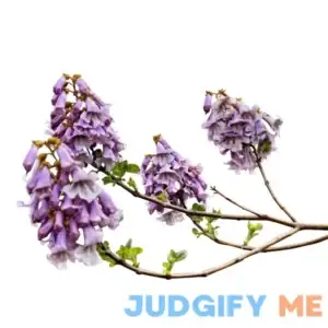 MySeeds.Co - BIG PACK Seeds Big Pack Paulownia elongata Tree Seeds 5