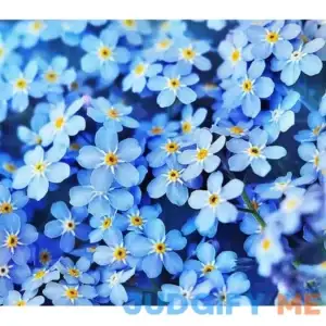 Forget Me Not Seeds - 5000 Seeds for Ground Cover for Tulips and Other Bulbs