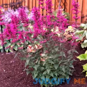 'Morello' Hummingbird Mint | One Quart