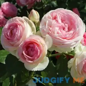 Stargazer Perennials Eden Climbing Rose Plant Potted