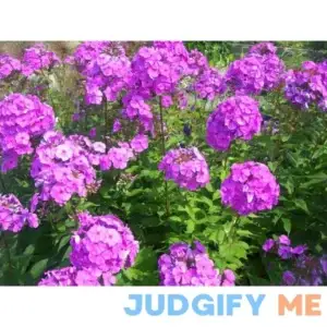 Tall Purple Phlox Paniculata Garden Summer Native Hummingbird Flower jocad