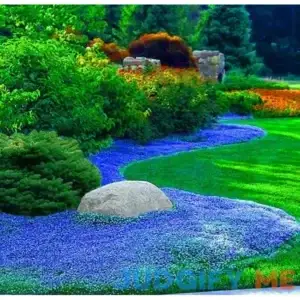 15000 Creeping Thyme Ground Cover Seeds for Planting - Magic Perennial Flower Landscaping Seeds for Garden