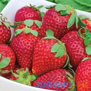 Earliglow Junebearing Strawberry Bareroot Plants