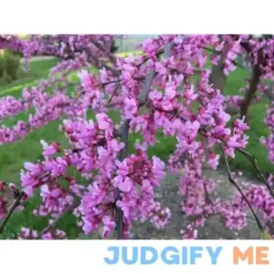 Eastern Redbud Tree Bare Root