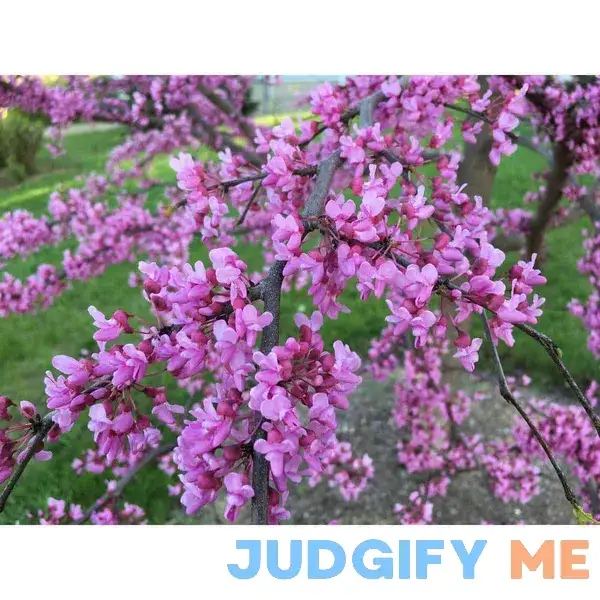 Eastern Redbud Tree Bare Root Eastern Redbud Tree Bare Root