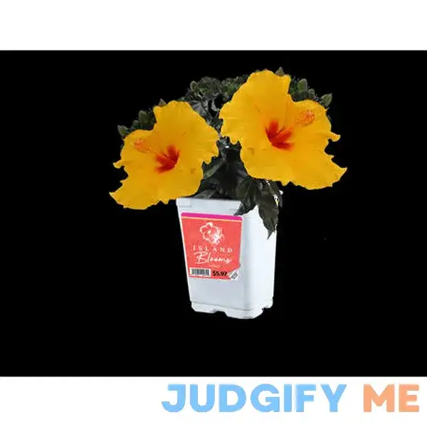 HibisQs Hibiscus 1 qt HibisQs Hibiscus 1 qt