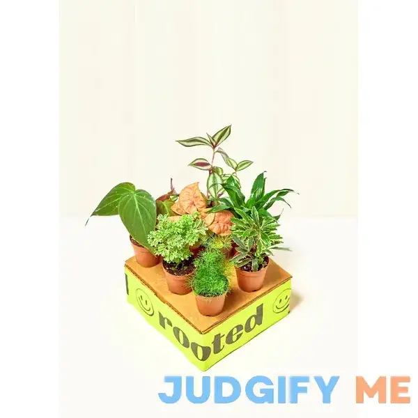 Baby Mystery Jungle Box Baby Mystery Jungle Box