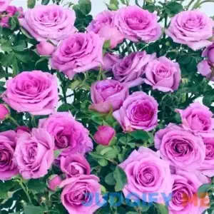 National Plant Network 2.5 in. Rose Lavender Jewel LW1611