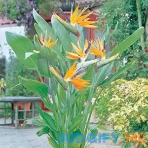 9EzTropical - Bird of Paradise (Strelitzia Reginae) - 1 Plants - 1 Feet Tall - Ship in 1 Gal Pot