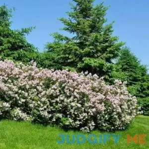 Brighter Blooms Miss Kim Lilac Shrub