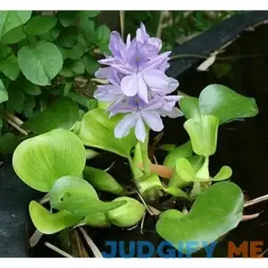 AquaLeaf Aquatics Floating Plants for Water Gardens and Ponds