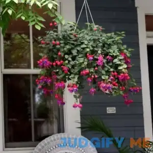 Fuchsia Dark Eyes - 10 Inch Hanging Basket