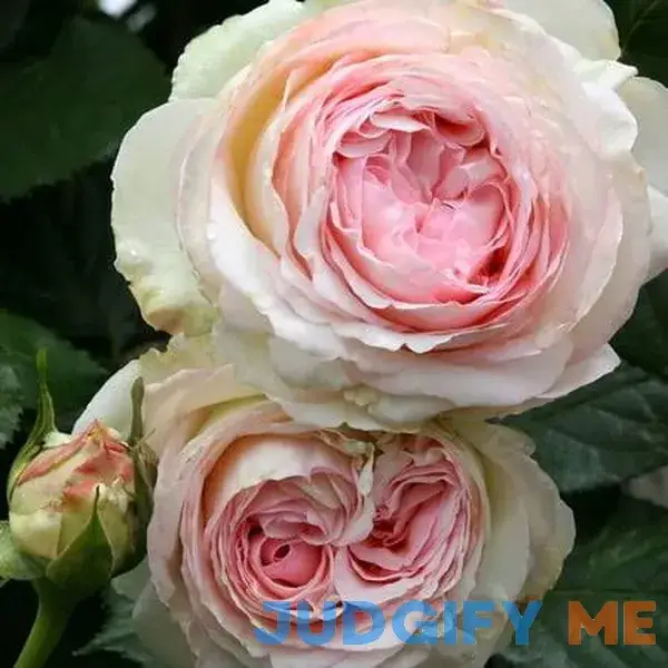Heirloom Roses Rose Bush The Eden Climbing Plant Live Plants For Outdoors Heirloom Roses Rose Bush The Eden Climbing Plant Live Plants For Outdoors