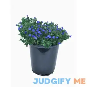 Lowe's 2.5 Qt. Blue Perennial Lithodora