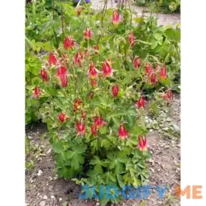 Columbine (Aquilegia Canadensis)