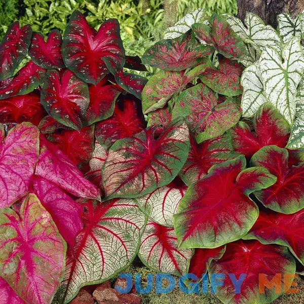 Garden State Bulb Mixed Caladium Bulbs Garden State Bulb Mixed Caladium Bulbs